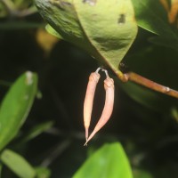 Aegiceras corniculatum (L.) Blanco
